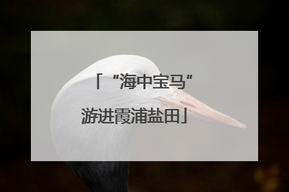 “海中宝马”游进霞浦盐田