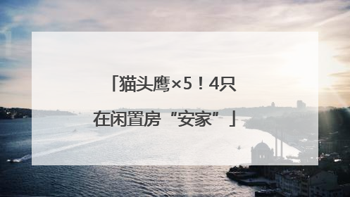 猫头鹰×5！4只在闲置房“安家”