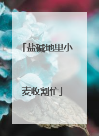 盐碱地里小麦收割忙