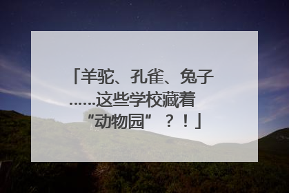 羊驼、孔雀、兔子……这些学校藏着 “动物园”？！