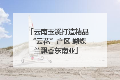 云南玉溪打造精品“云花”产区 蝴蝶兰飘香东南亚