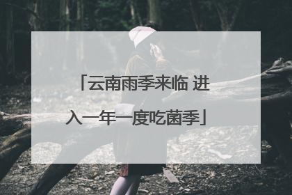 云南雨季来临 进入一年一度吃菌季