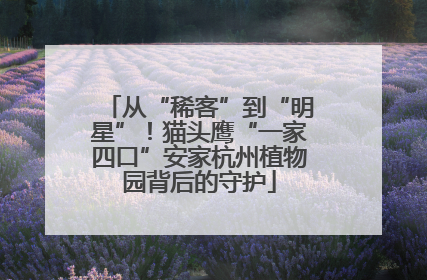 从“稀客”到“明星”！猫头鹰“一家四口”安家杭州植物园背后的守护
