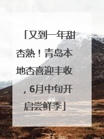 又到一年甜杏熟！青岛本地杏喜迎丰收，6月中旬开启尝鲜季