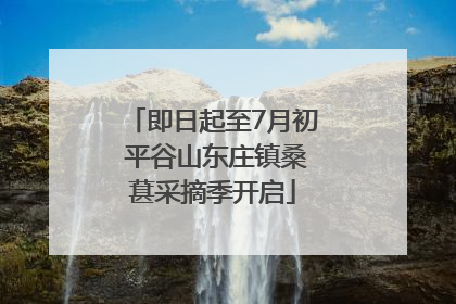 即日起至7月初 平谷山东庄镇桑葚采摘季开启