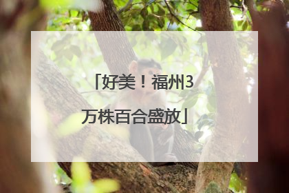 好美！福州3万株百合盛放