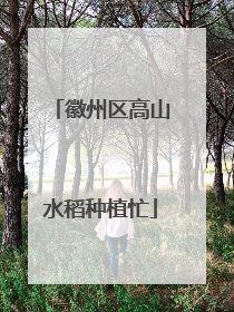 徽州区高山水稻种植忙