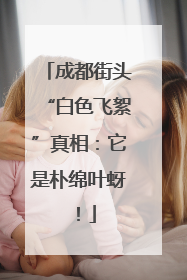 成都街头“白色飞絮”真相：它是朴绵叶蚜！