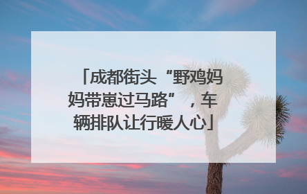 成都街头“野鸡妈妈带崽过马路”，车辆排队让行暖人心