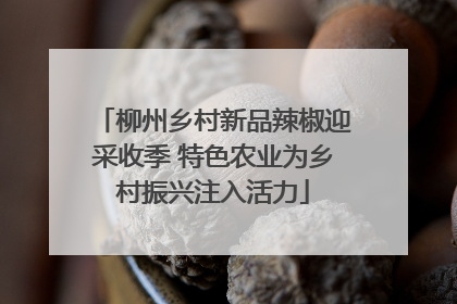 柳州乡村新品辣椒迎采收季 特色农业为乡村振兴注入活力