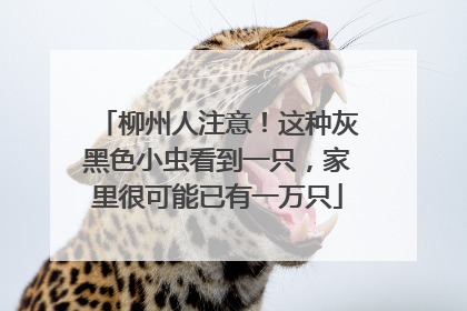 柳州人注意！这种灰黑色小虫看到一只，家里很可能已有一万只