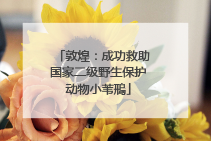 敦煌：成功救助国家二级野生保护动物小苇鳽