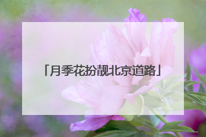 月季花扮靓北京道路