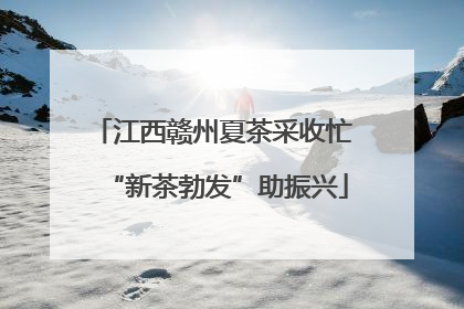 江西赣州夏茶采收忙 “新茶勃发”助振兴