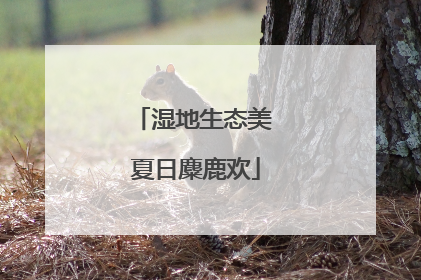 湿地生态美 夏日麋鹿欢