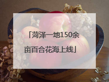 菏泽一地150余亩百合花海上线