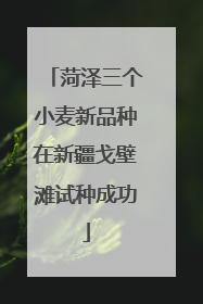 菏泽三个小麦新品种在新疆戈壁滩试种成功