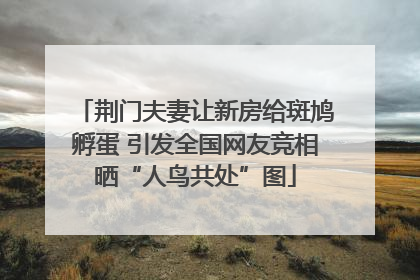 荆门夫妻让新房给斑鸠孵蛋 引发全国网友竞相晒“人鸟共处”图