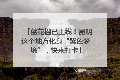 蓝花楹已上线！昆明这个地方化身“紫色梦境”，快来打卡