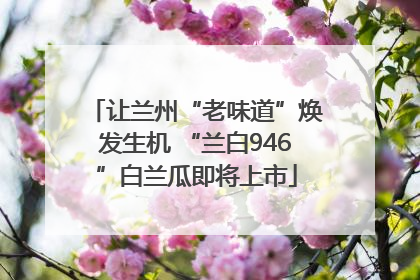 让兰州“老味道”焕发生机 “兰白946”白兰瓜即将上市