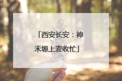西安长安：神禾塬上麦收忙