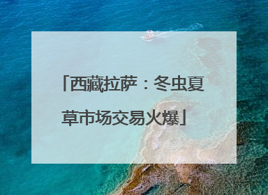 西藏拉萨：冬虫夏草市场交易火爆