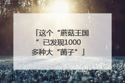 这个“蘑菇王国”已发现1000多种大“菌子”