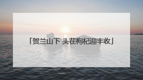 贺兰山下 头茬枸杞迎丰收