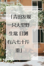 青田发现一只大型野生鼋 目测有六七十斤重