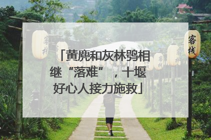 黄麂和灰林鸮相继“落难”，十堰好心人接力施救