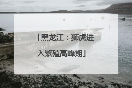 黑龙江：狮虎进入繁殖高峰期