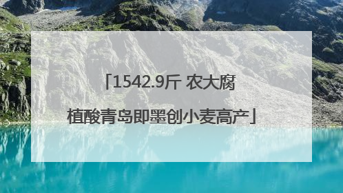 1542.9斤 农大腐植酸青岛即墨创小麦高产